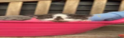 Mixed Breed cats for sale: 5 Gorgeous, Super-Friendly Kittens - Advert 15