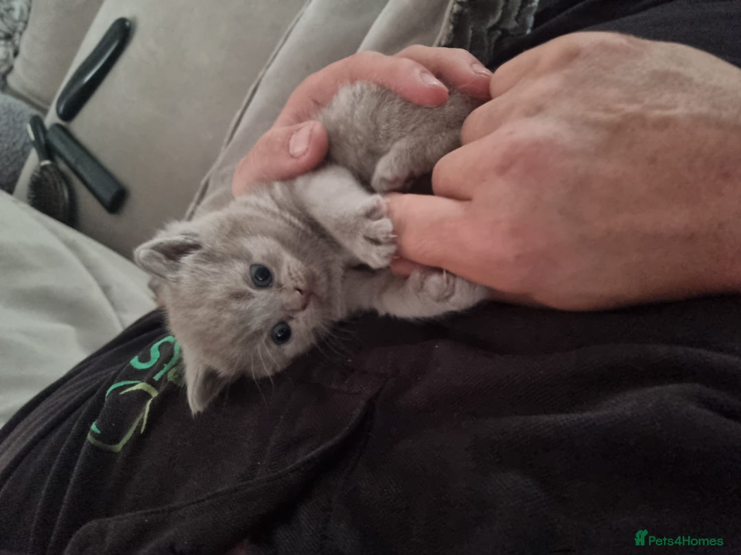 British Shorthair cats for sale: Beautiful British shorthair babies  - Image 5