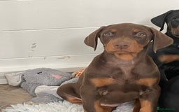 Dobermann dogs for sale: KC REG Fully health tested parents - Image 17