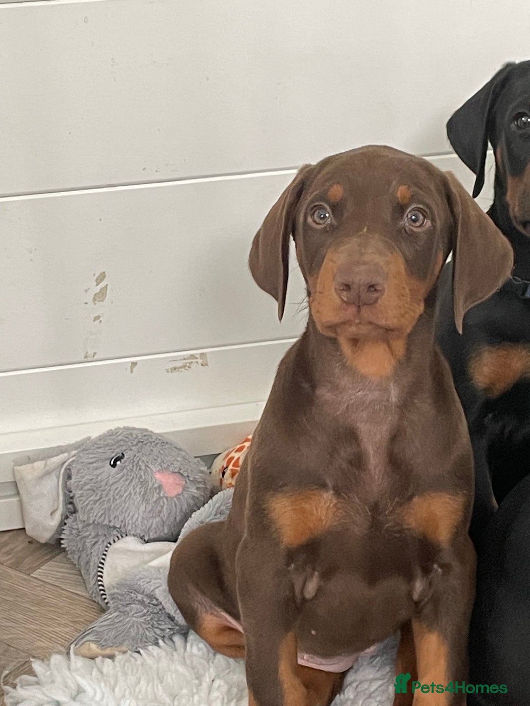 Dobermann dogs for sale: KC REG Fully health tested parents - Image 17