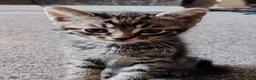 Mixed Breed cats for sale: 2 gorgeous kittens left - Advert 4