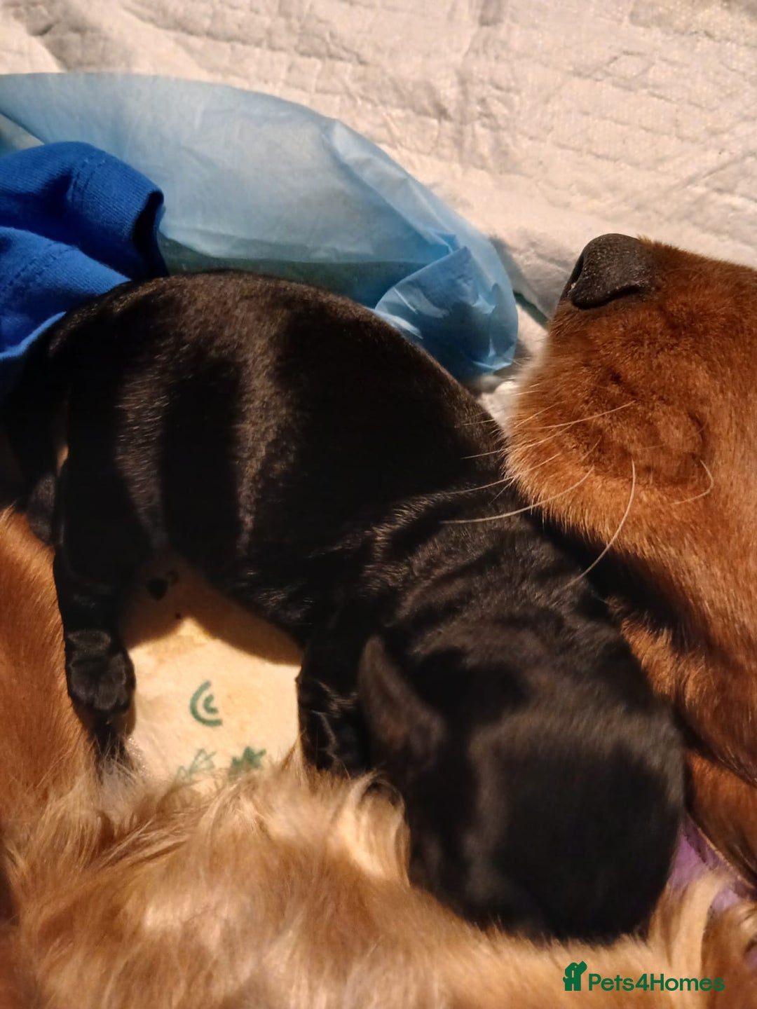 Cocker Spaniel dogs for sale: Cocker Spaniel Puppies - Advert 19