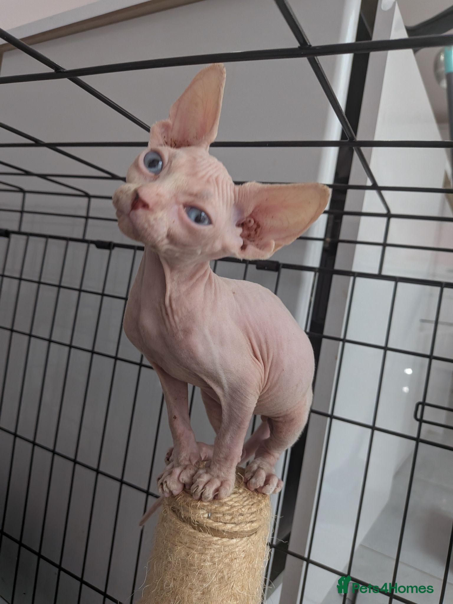 Sphynx cats 2 sphinx Babies REDUCED  - Advert 14