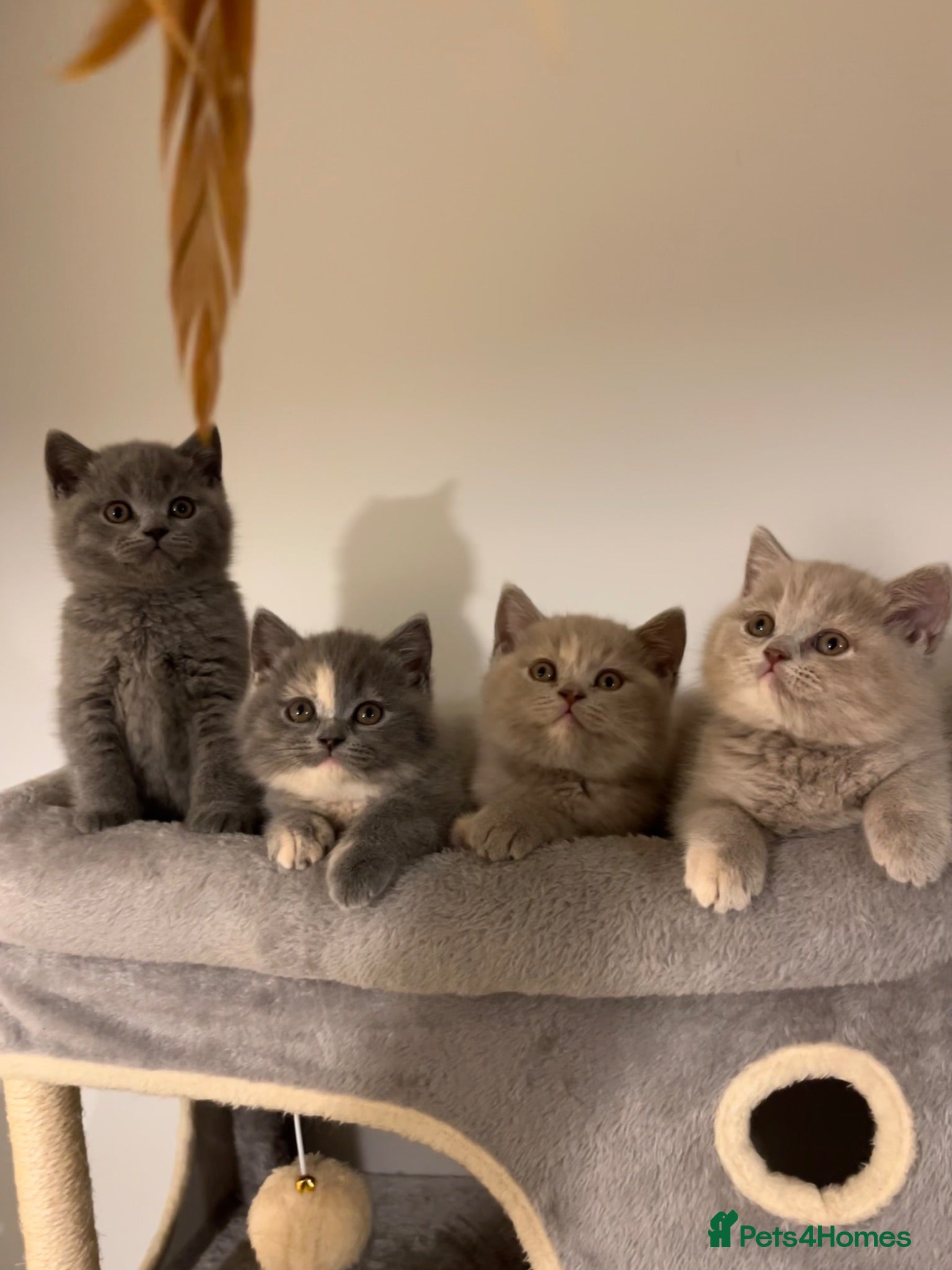 British Shorthair cats British Shorthair Kittens 😻 - Advert 1