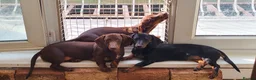 Dachshund dogs for sale: Gorgeous Dachshunds - Advert 4