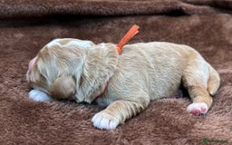 Double Doodle dogs for sale: Stunning Double Doodle Puppies  - Image 27