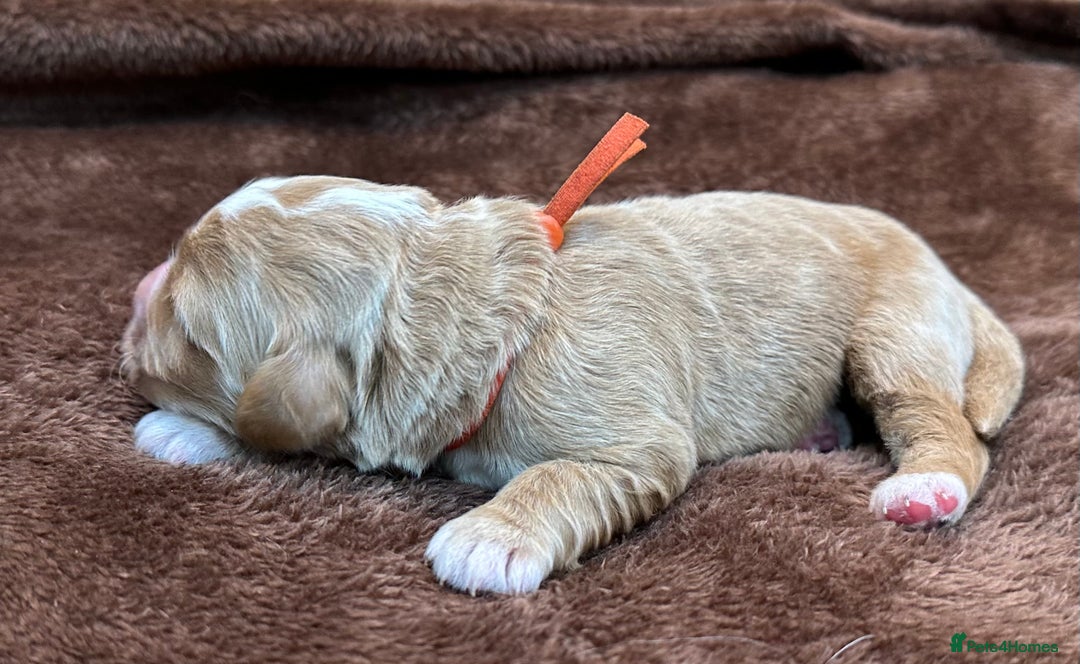 Double Doodle dogs for sale: Stunning Double Doodle Puppies  - Image 27