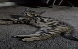 Domestic Shorthair cats for sale: Adorable Female Kitten Looking for a Home 🐾 - Image 7