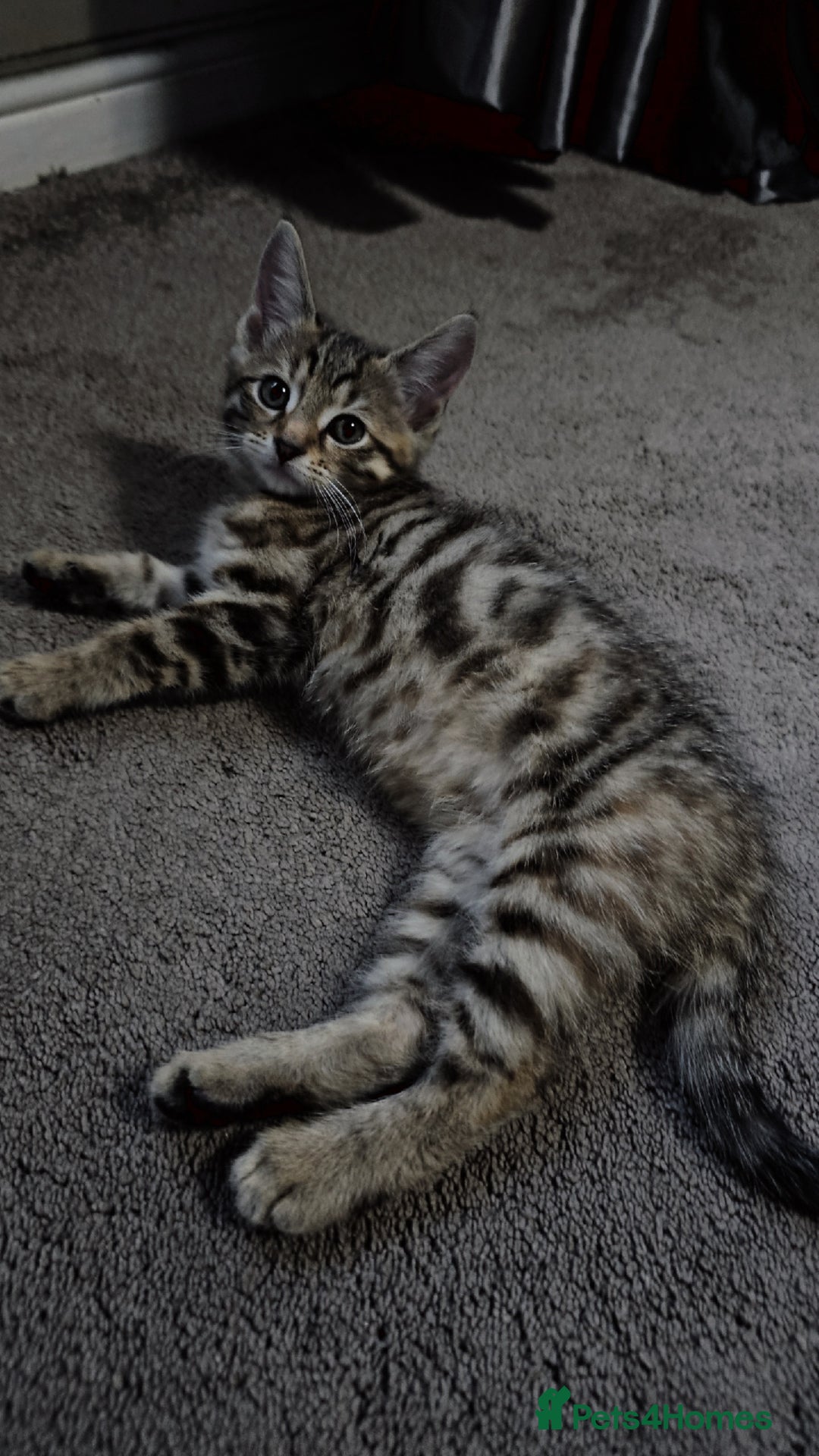 Domestic Shorthair cats for sale: Adorable Female Kitten Looking for a Home 🐾 - Image 7