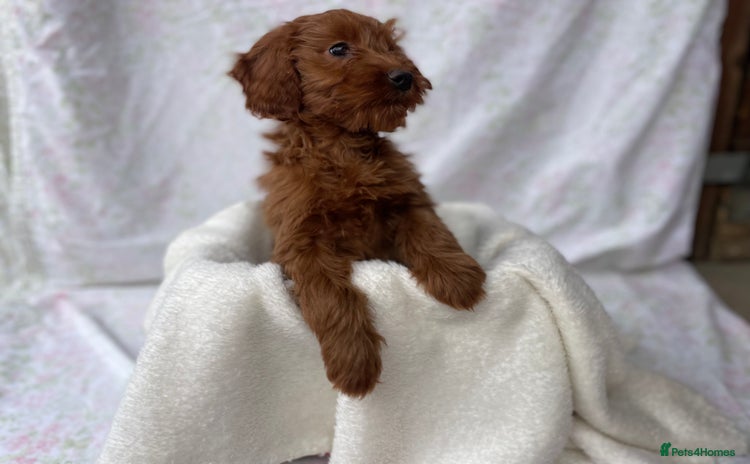 Cockapoo dogs F1 fox red cockapoos mixed littler new ad   - Advert 11