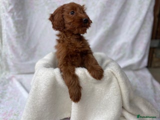 Cockapoo dogs F1 fox red cockapoos mixed littler new ad - Advert 16