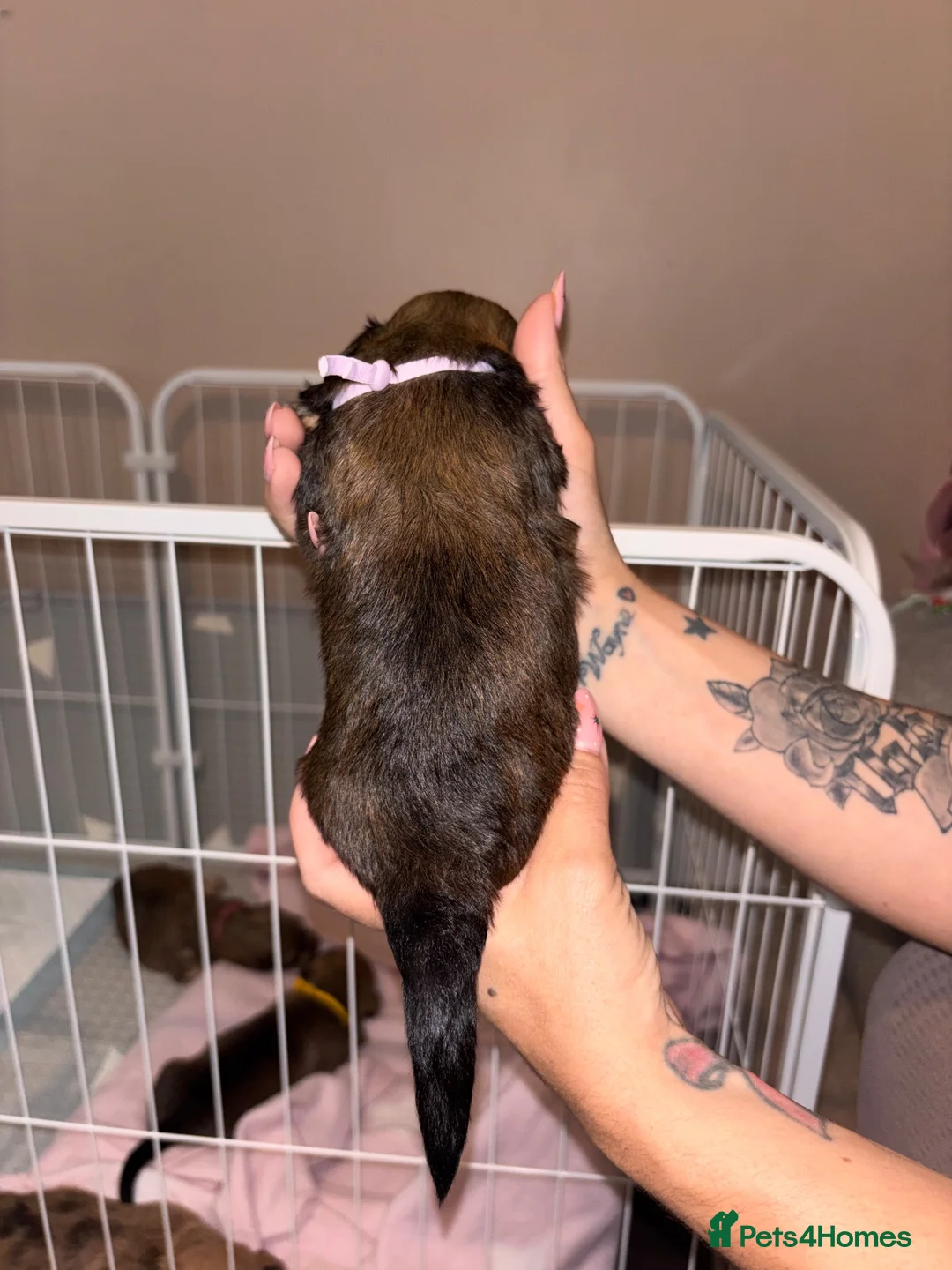 Mixed Breed dogs for sale: Schweenies looking for their forever home in Prescot - Advert 11