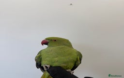 Ringnecks birds for sale: BEAUTIFUL. YOUNG GREEN RINGNECK BIRD  - Advert 4