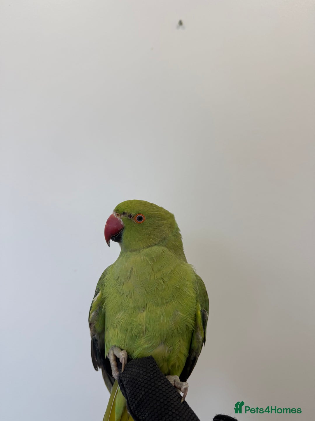 Ringnecks birds for sale: BEAUTIFUL. YOUNG GREEN RINGNECK BIRD  - Advert 4