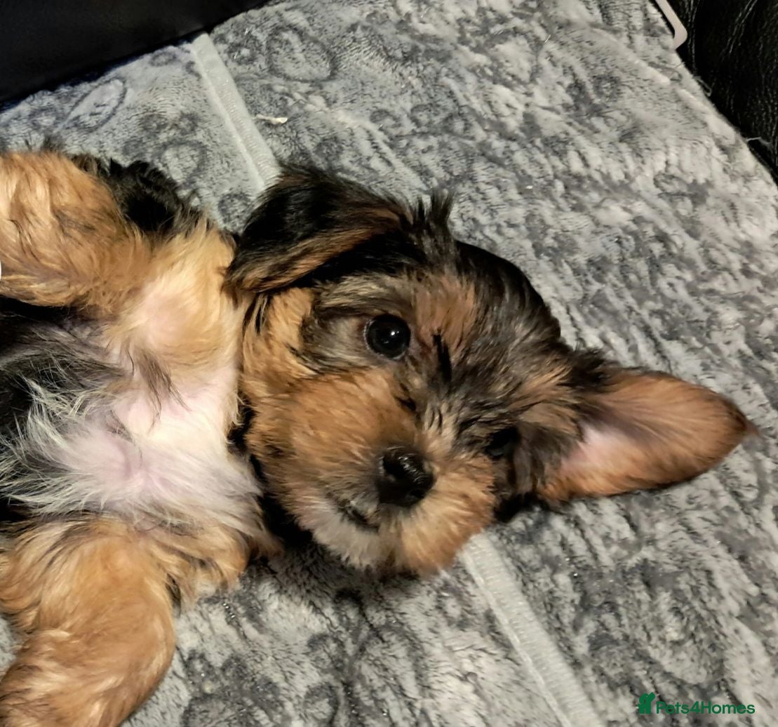 Yorkshire Terrier dogs 🐶 💖Pedigree Yorkshire Terrier Puppies💖 🐶 - Advert 1