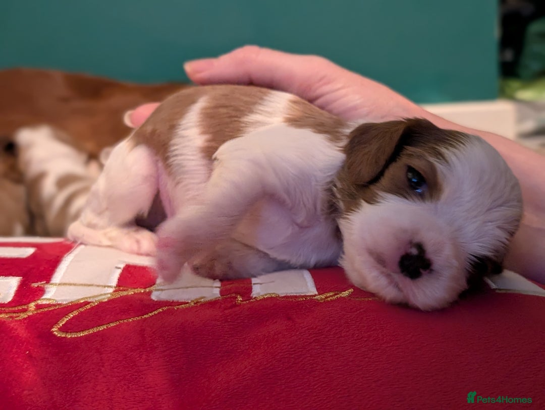 Cavalier King Charles Spaniel dogs for sale: Beautiful cavalier king Charles pups born 24/12 - Advert 8