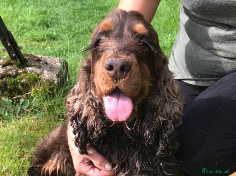 Cocker Spaniel dogs Health tested show cocker STUD in Ashbourne - Advert 2
