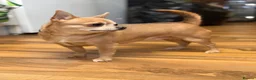 Chihuahua dogs for sale: 2 stunning chihuahuas - Advert 2