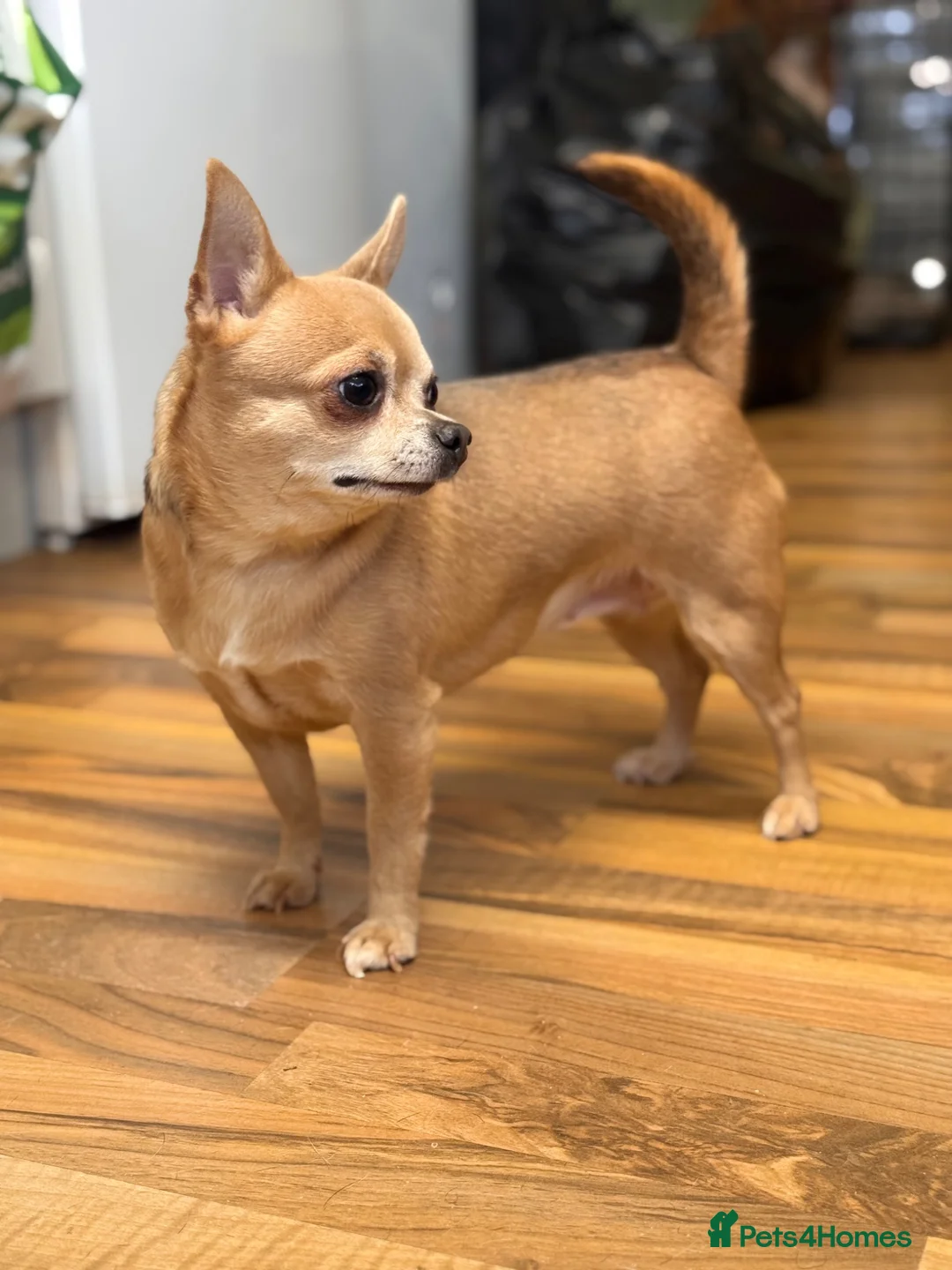Chihuahua dogs for sale: 2 stunning chihuahuas - Advert 2