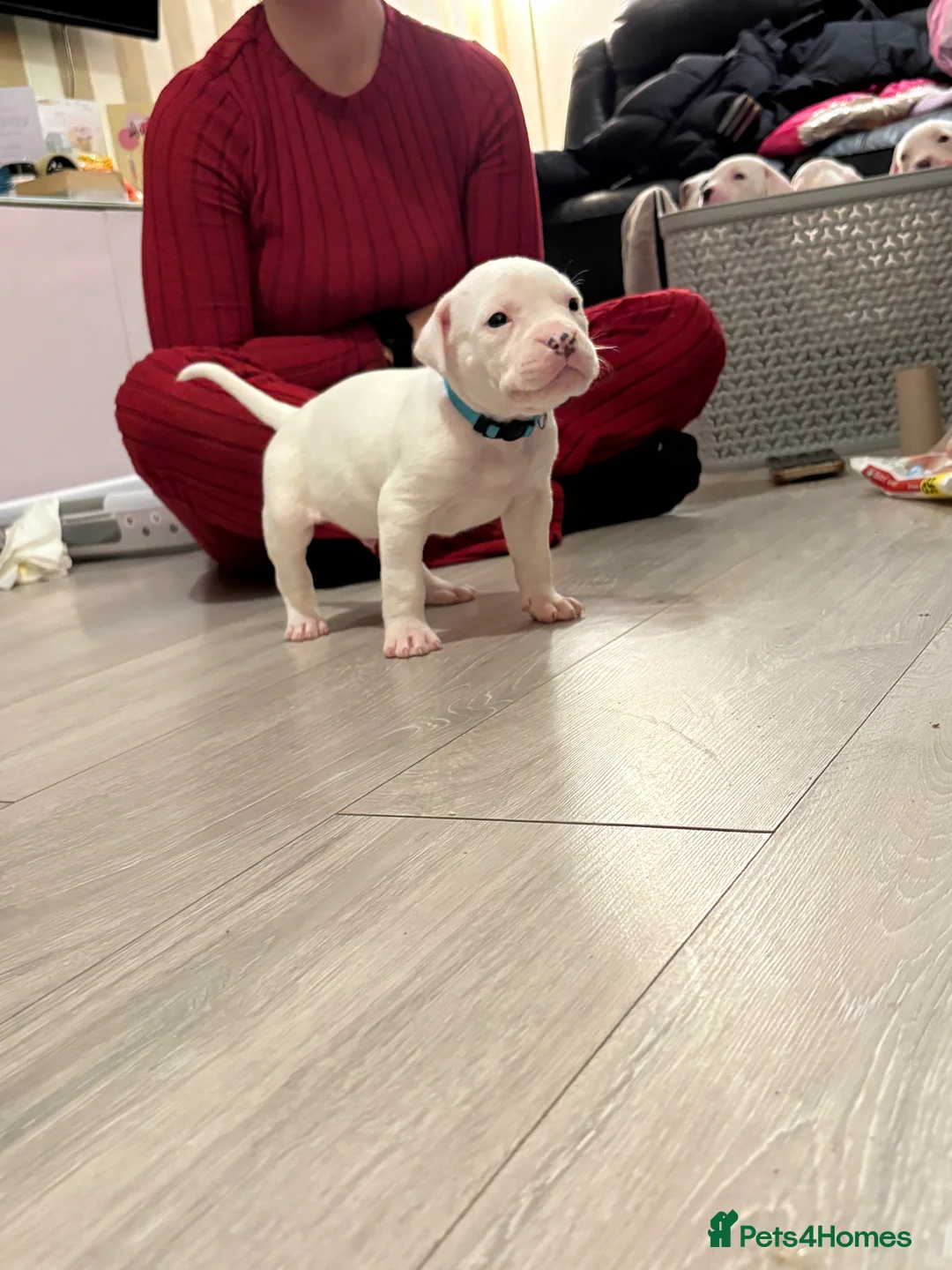 American Bulldog dogs for sale: American bulldog puppies  - Advert 12
