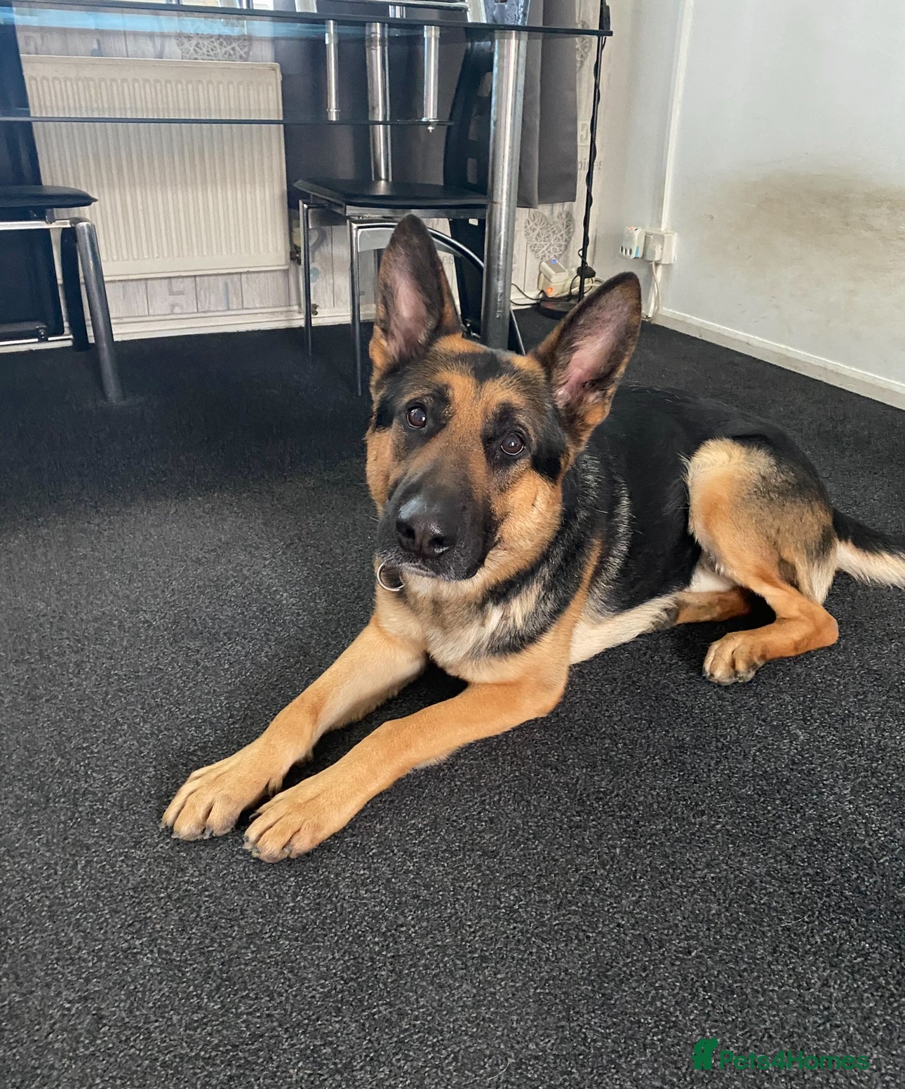 German Shepherd dogs German shepherd FREE to a good home - Advert 1