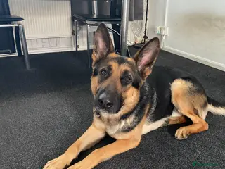 German Shepherd dogs German shepherd FREE to a good home - Advert 6