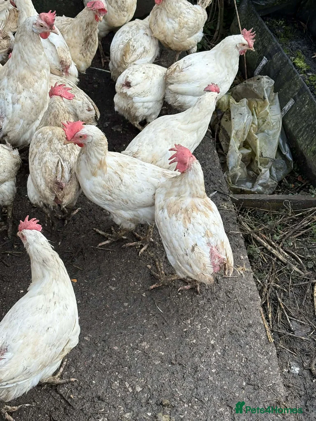 Chickens poultry for sale: White stars  - Advert 2