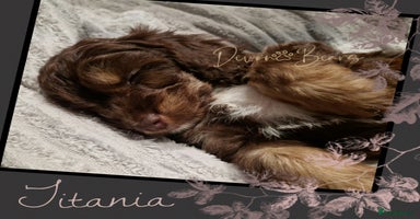 Cockapoo dogs - Advert 5