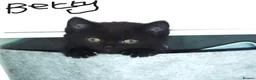 British Shorthair cats for sale: Beautiful Long-Haired British Shorthair Cross  - Advert 13