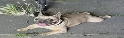 French Bulldog dogs for sale: Handsome frenchie looking for new home in Stevenage - Advert 3