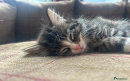 British Longhair cats for sale: Stunning friendly kittens - Image 25