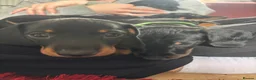 Miniature Dachshund dogs for sale: Black and tan miniature dachshund puppies   - Advert 5