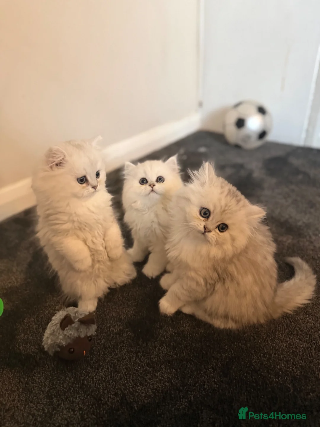 Persian cats for sale: Persian chinchilla pure breed in Mitcham - Advert 6