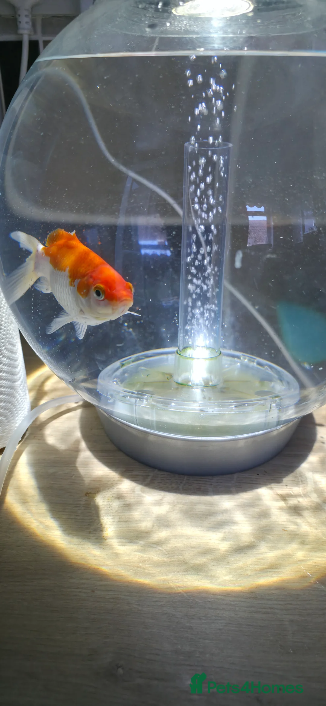 Goldfish fish for sale: Healthy goldfish for newhomw in Waterlooville - Advert 2