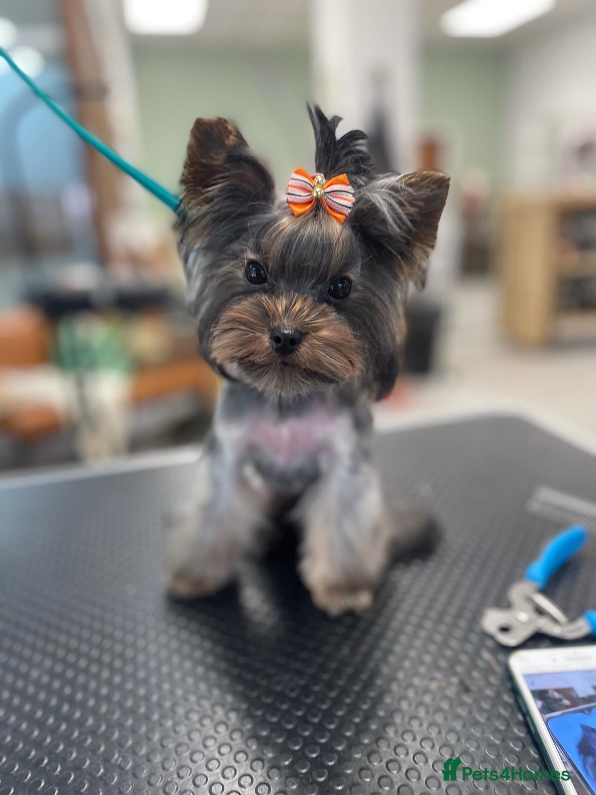 Yorkshire Terrier dogs  900grams !! The smallest cutest boy in Uk  in Bedford - Advert 19