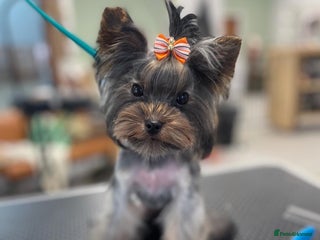 Yorkshire Terrier dogs in Bedford - Advert 21