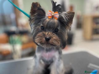 Yorkshire Terrier dogs 900grams !! The smallest cutest boy in Uk in Bedford - Advert 3