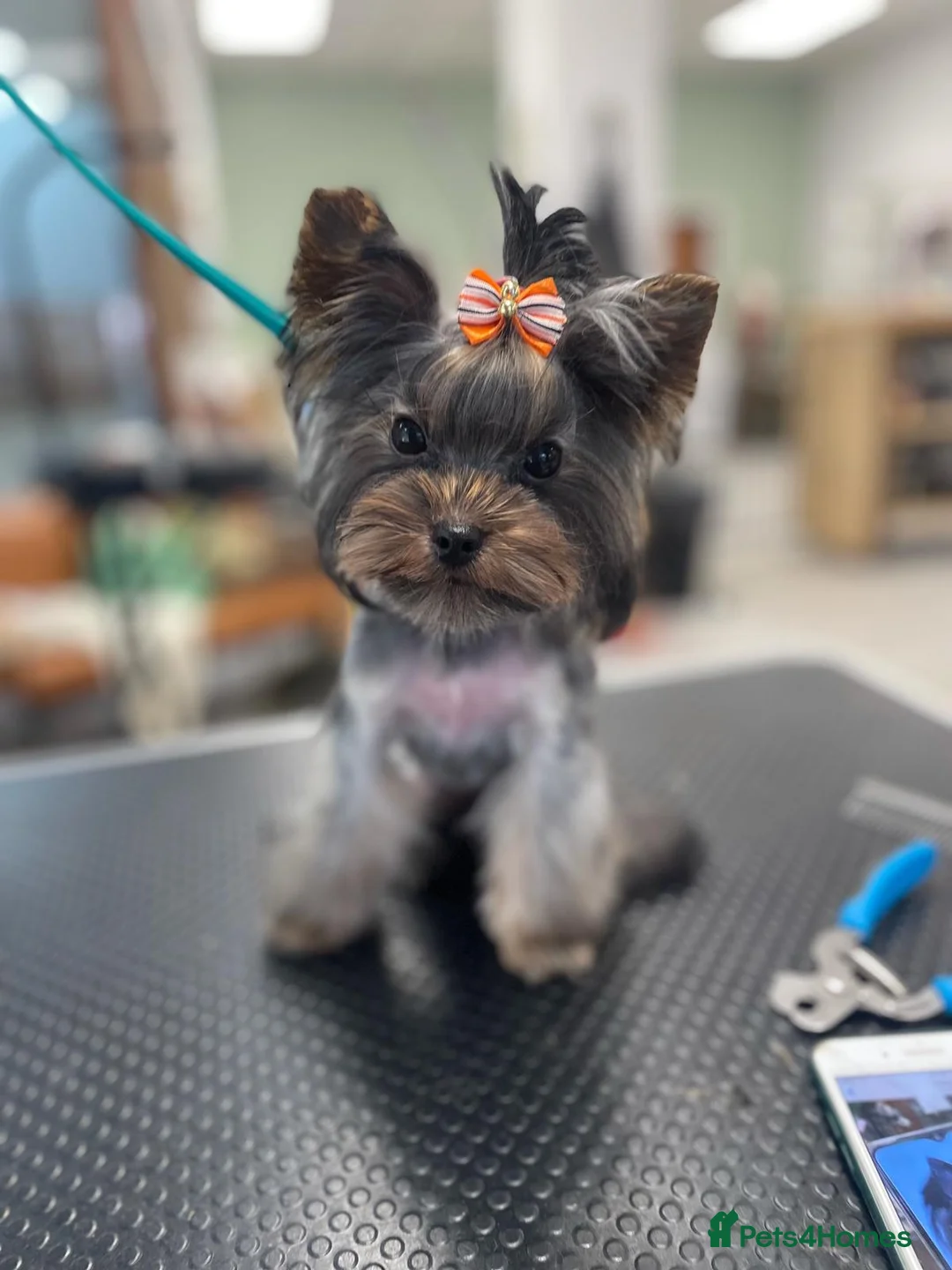 Yorkshire Terrier dogs for stud:  900grams !! The smallest cutest boy in Uk  in Bedford - Advert 1