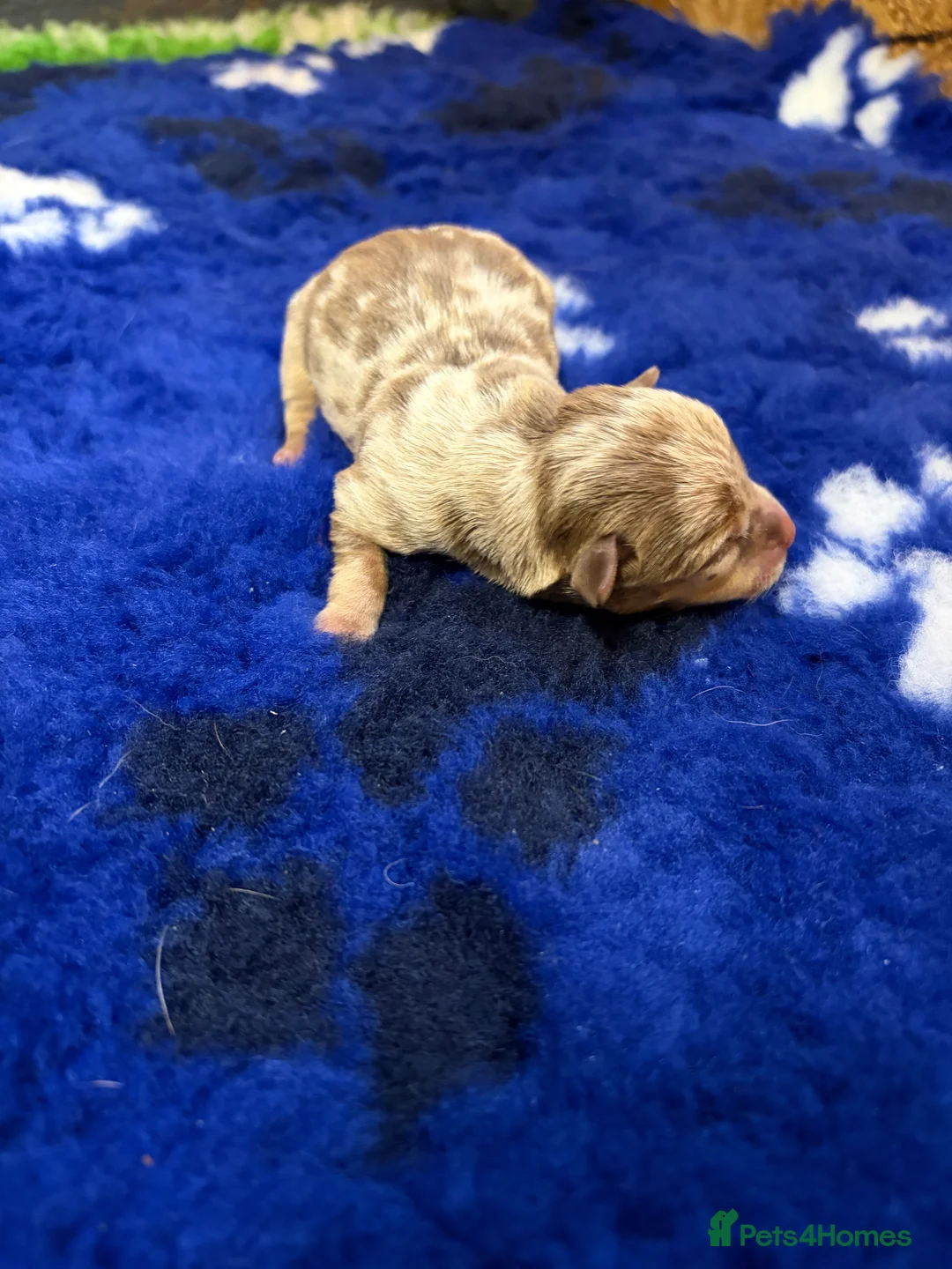 Mixed Breed dogs for sale: Dachshund/Jack Russell  - Advert 11