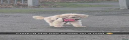 Cavapoo dogs for sale: Beautiful female F1 Cavapoo - Advert 2