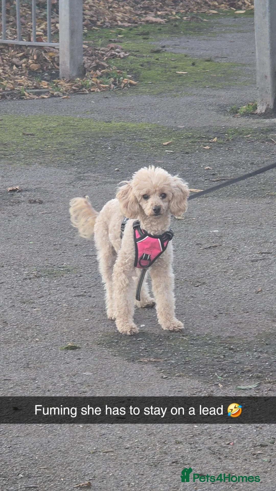 Cavapoo dogs for sale: Beautiful female F1 Cavapoo - Advert 2