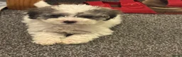 Cockapoo dogs for sale: 🐾 Beautiful F1bb Cockerpoo Puppies 🐾 - Advert 21