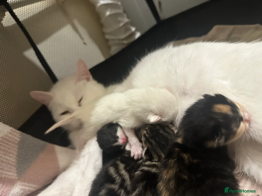 Mixed Breed cats for sale: Kittens for sale - Advert 1