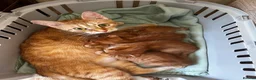 Mixed Breed cats for sale: Ginger mix with ragdoll  - Advert 2