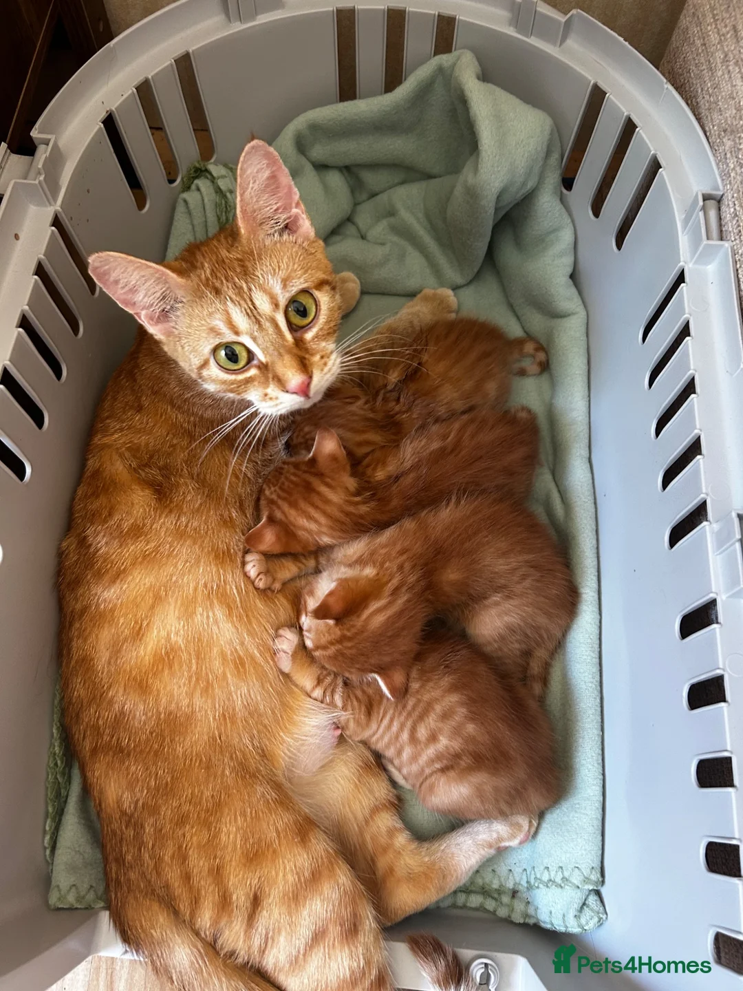 Mixed Breed cats for sale: Ginger mix with ragdoll  - Advert 2