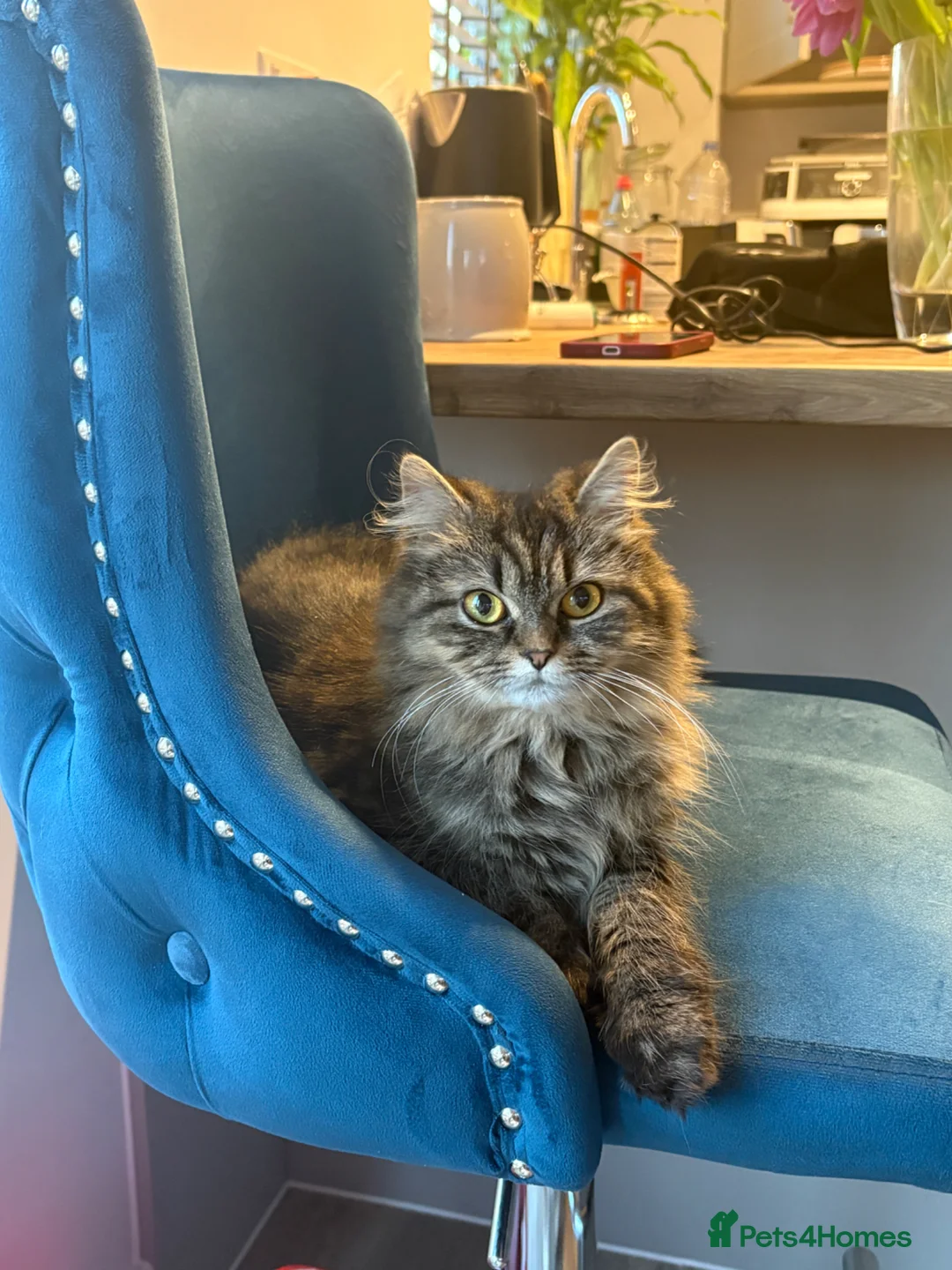 Persian cats for sale: Persian Female  - Advert 1