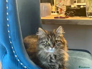 Persian cats Persian Female - Advert 1