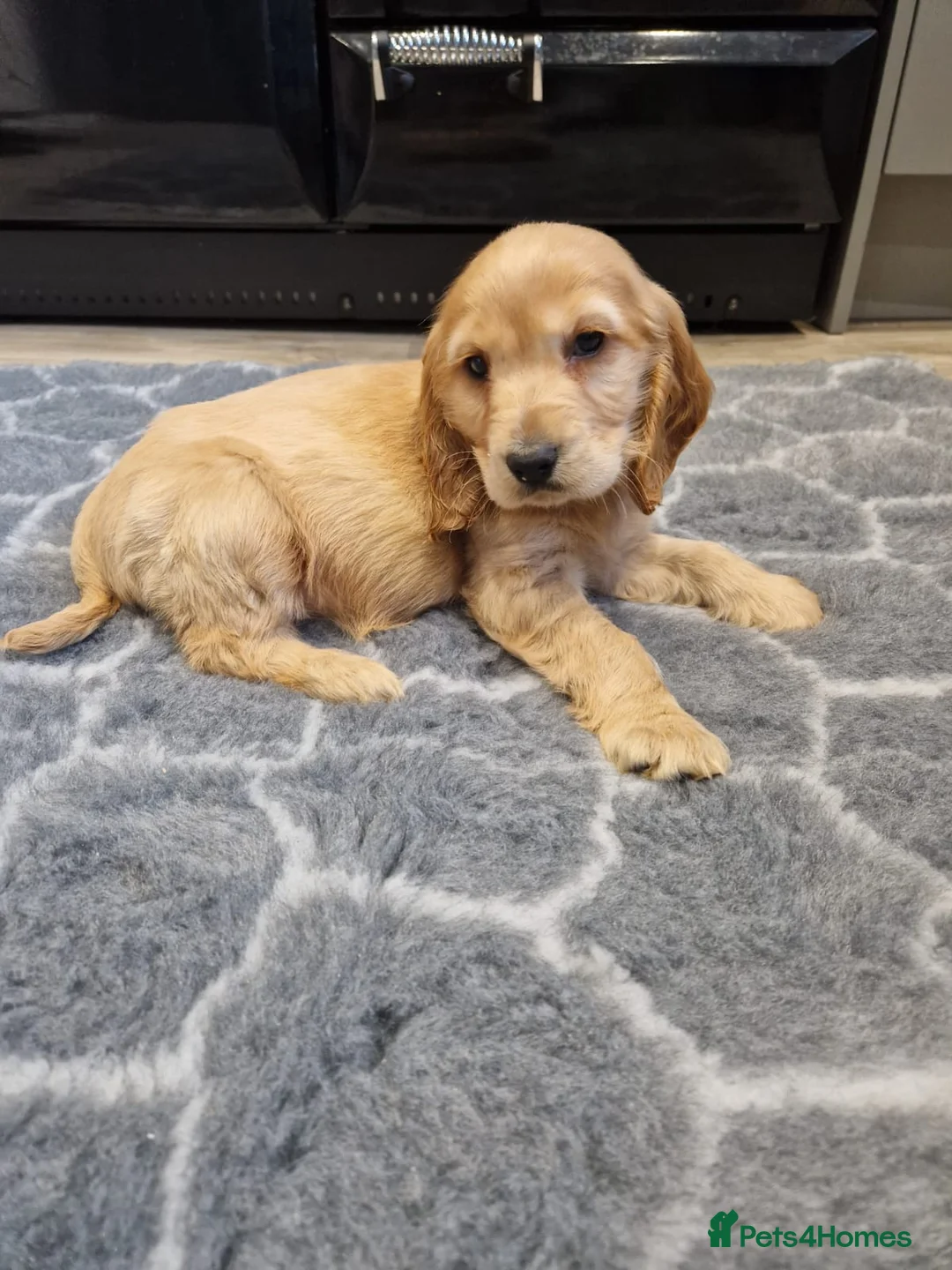 Cocker Spaniel dogs for sale: Stunning Show Cocker puppies ready now  in Huddersfield - Advert 2