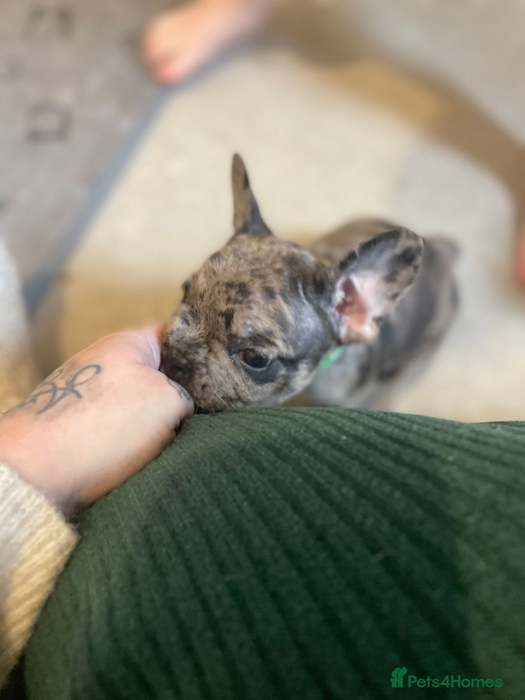 French Bulldog dogs for sale: French Bulldog Puppies - Advert 13