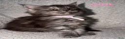 Maine Coon cats for sale: 🐾BEAUTIFUL MAINECOON KITTENS😻 3 BOYS & 2 GIRLS🐾 - Advert 8